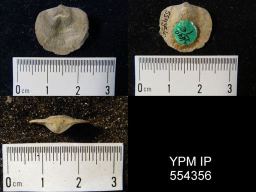 Dalmanella sp.