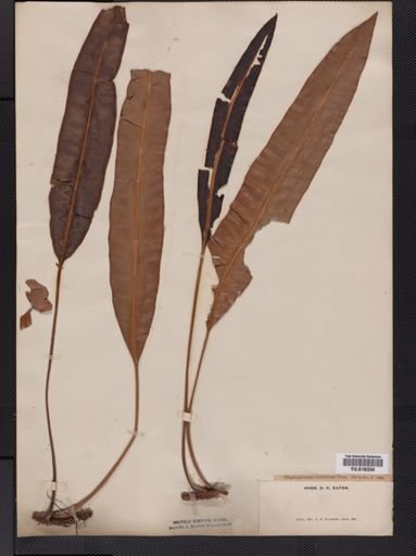Elaphoglossum