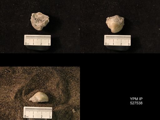 Pustula pustulosa