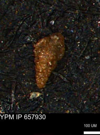 Verneuilinoides kansasensis