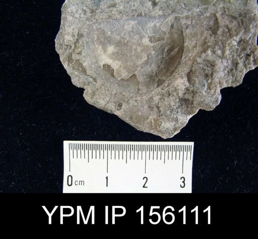 Strophomena planocorrugata
