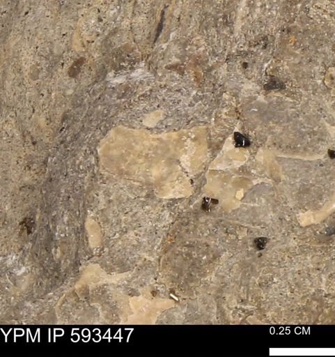 taxon undetermined