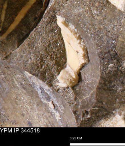 undet. Bivalvia