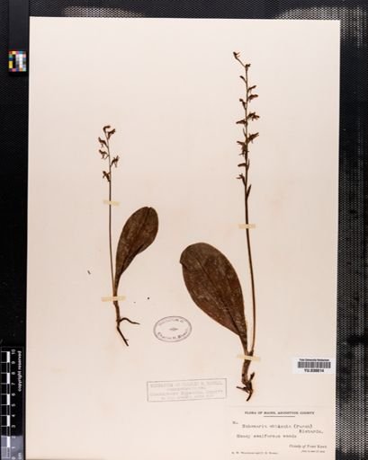 Habenaria