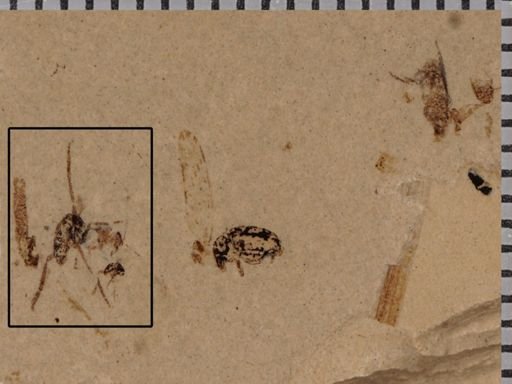 Dolichopodidae?