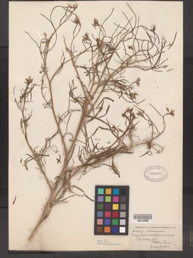 Sisymbrium altissimum