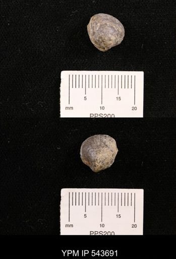 Protocardia sp.