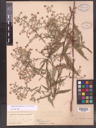 Symphyotrichum lateriflorum
