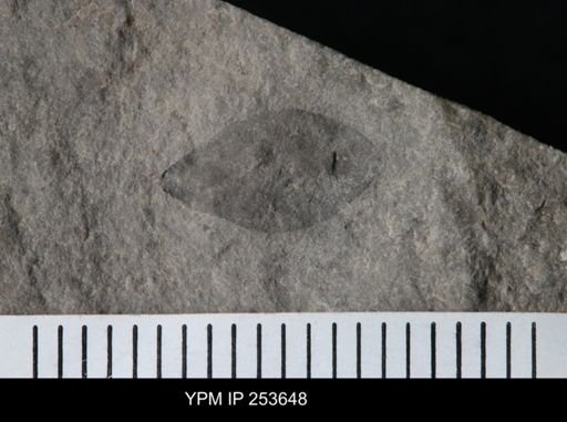 Eurypterus sp.
