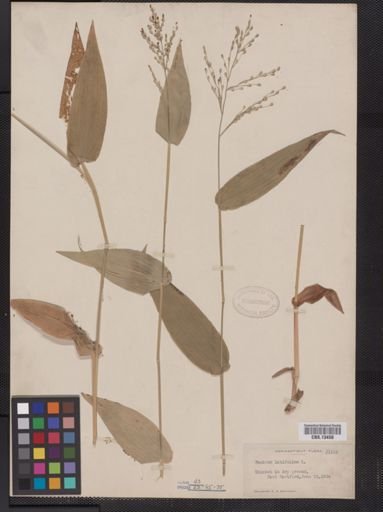 Panicum latifolium