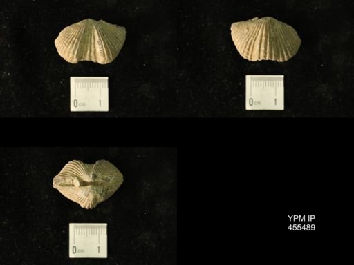 Platystrophia acutilirata