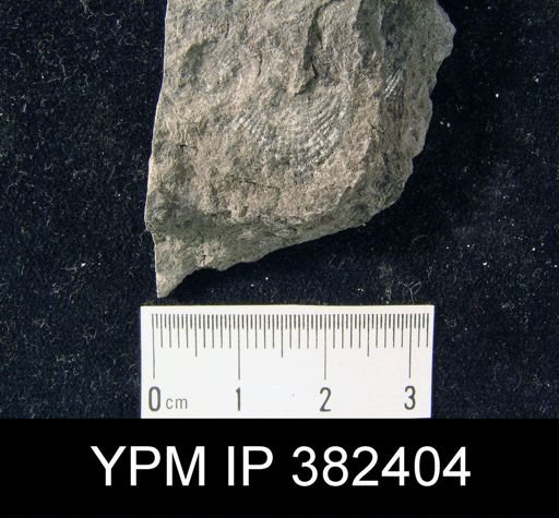 Productus semireticulatus