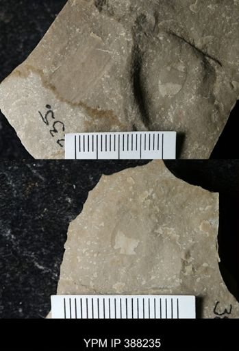 Erieopterus eriensis