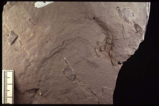 Dendrocystites sp.