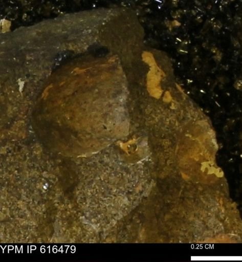 Protocardia subquadrata