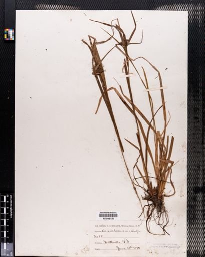 Carex intumescens