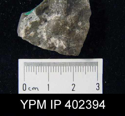 Archaeorthis?