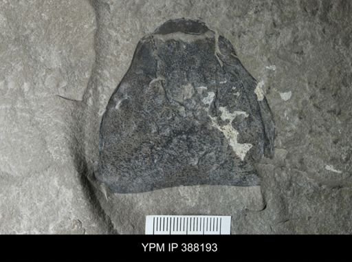 Paracarcinosoma scorpionis