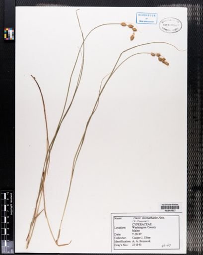 Carex