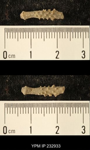 Archaeocidaris sp.
