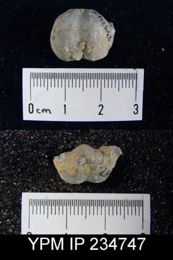 Marginifera splendens