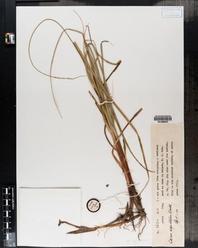 Carex aquatilis