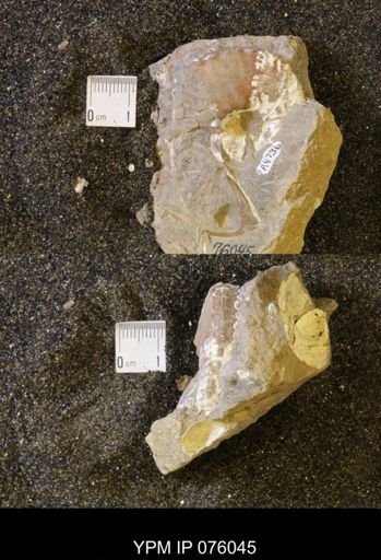Hoploscaphites birkelundi