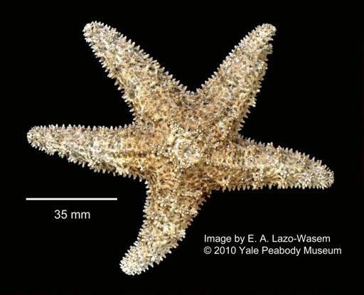 Pisaster ochraceus nodiferus