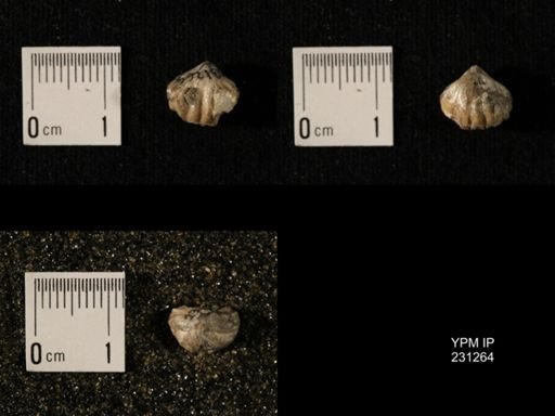Wellerella osagensis
