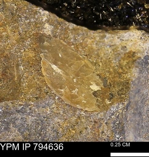 undet. Bivalvia