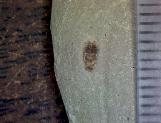 undet. Coleoptera