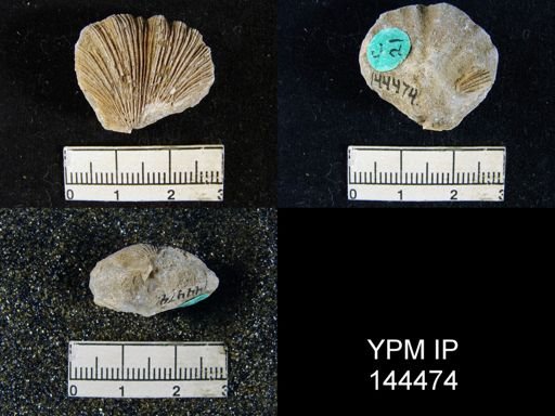 Streptorhynchus (Kiangsiella) pectiniformis