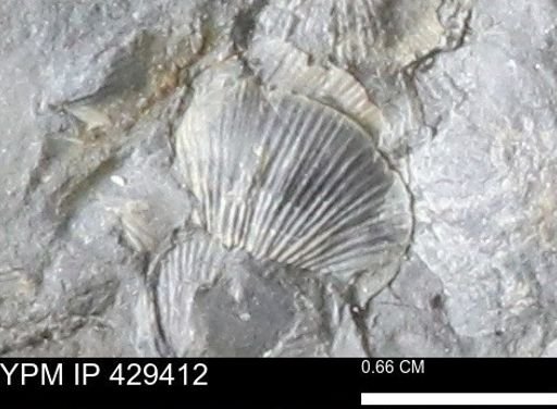 Devonochonetes scitulus