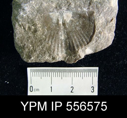 Tropidoleptus sp.
