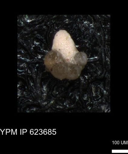 undet. Foraminiferida