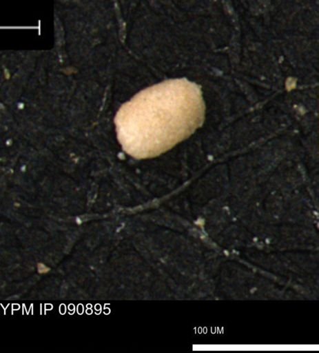 undet. Foraminiferida
