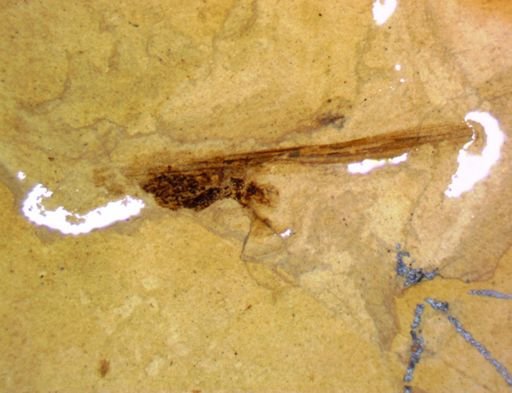 undet. Hexapoda