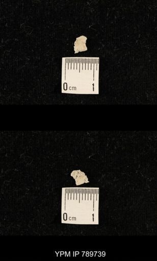 undet. Brachiopoda