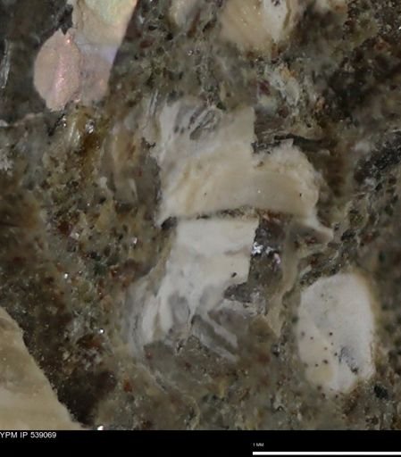Corbulamella gregaria