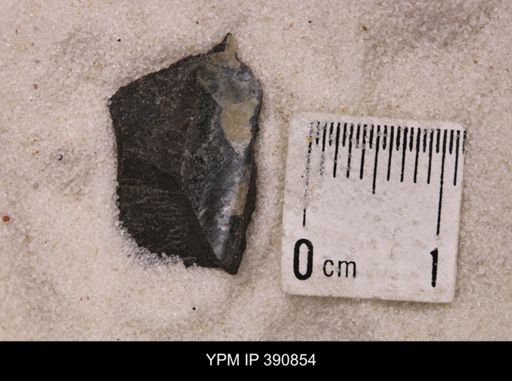 Baculites sp.