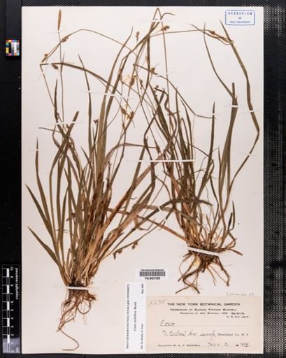 Carex styloflexa