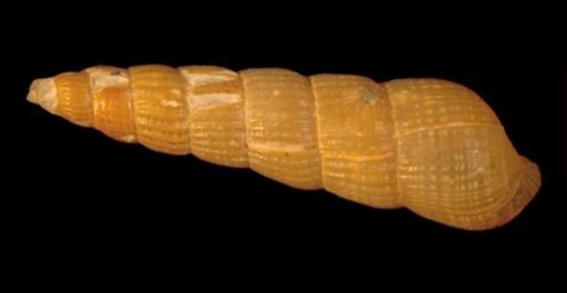 Turbonilla winkleyi