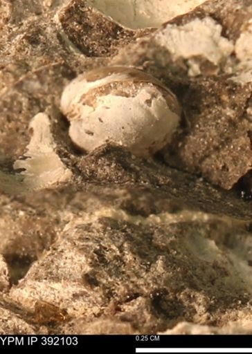 Protocardia sp.
