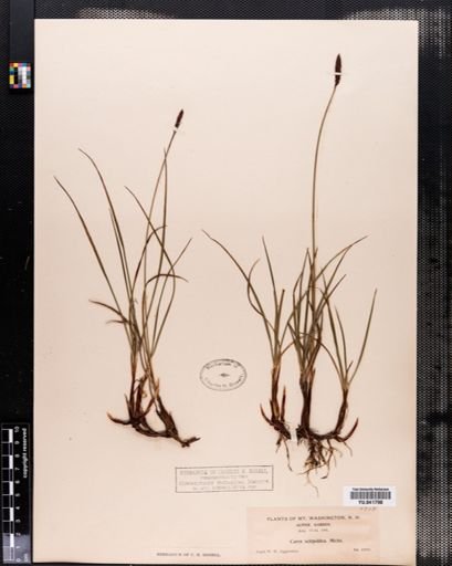 Carex scirpoidea