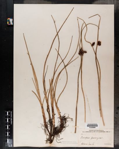 Scirpus americanus