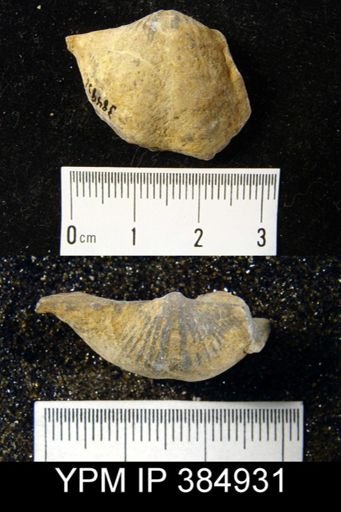 Spirifer marionensis