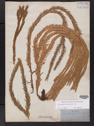 Lycopodium