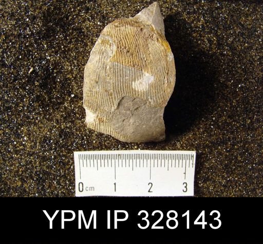 Linoproductus sp.
