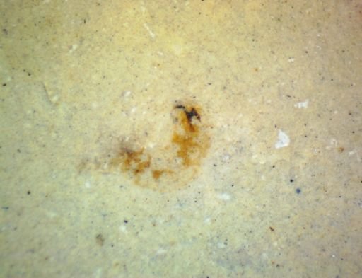 Hexapoda?