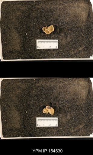 Lophospira sp.